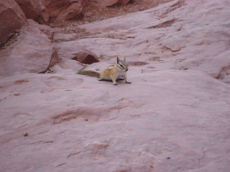 Ground squirrel fotogeniek